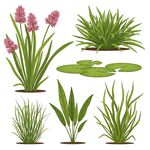 水生植物插画