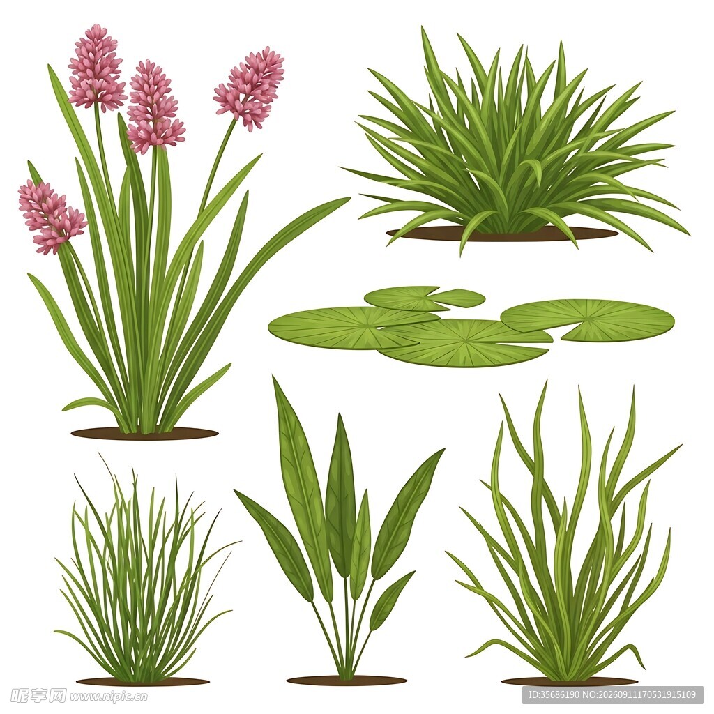 水生植物插画
