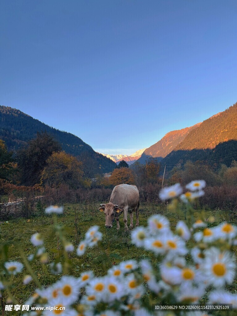 山间牧羊景雏菊伴风光