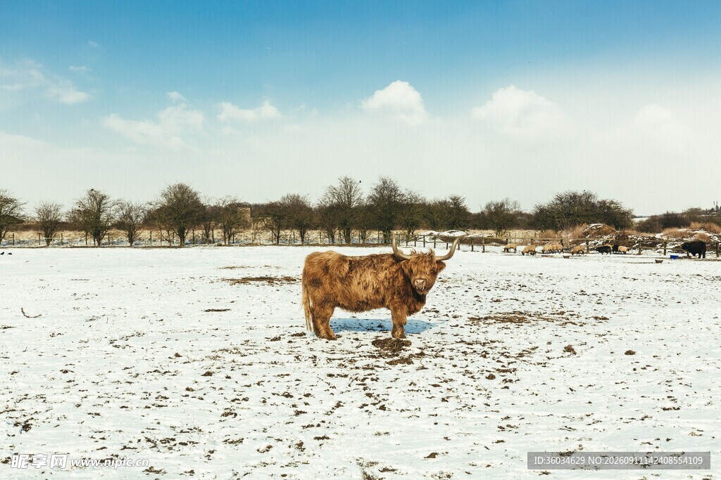 雪地中的孤独牛