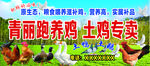 跑养鸡 土鸡专卖