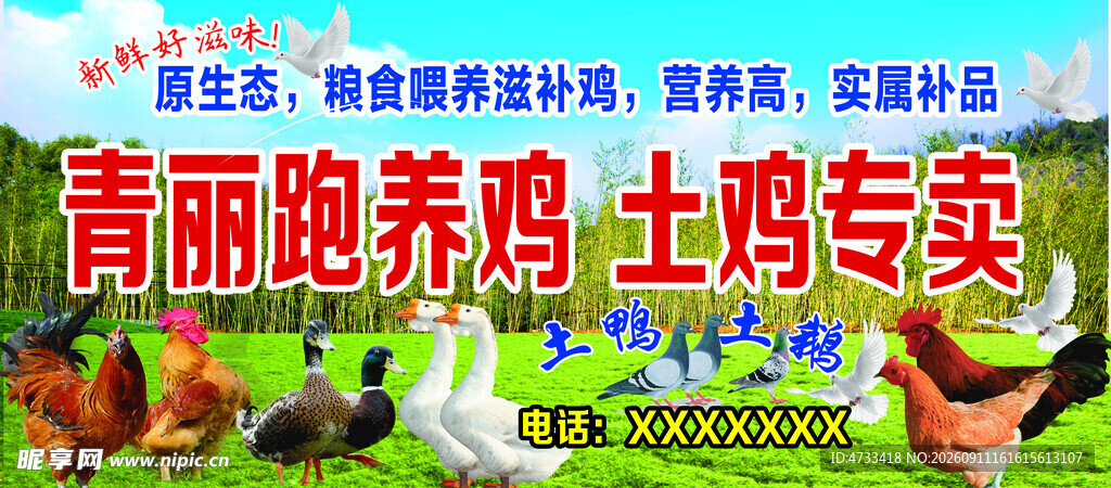 跑养鸡 土鸡专卖