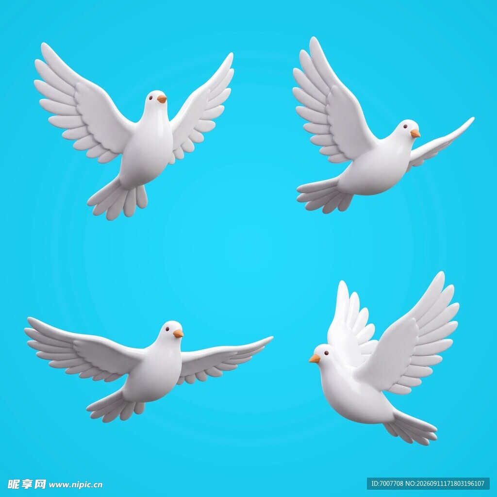 白鸽素材