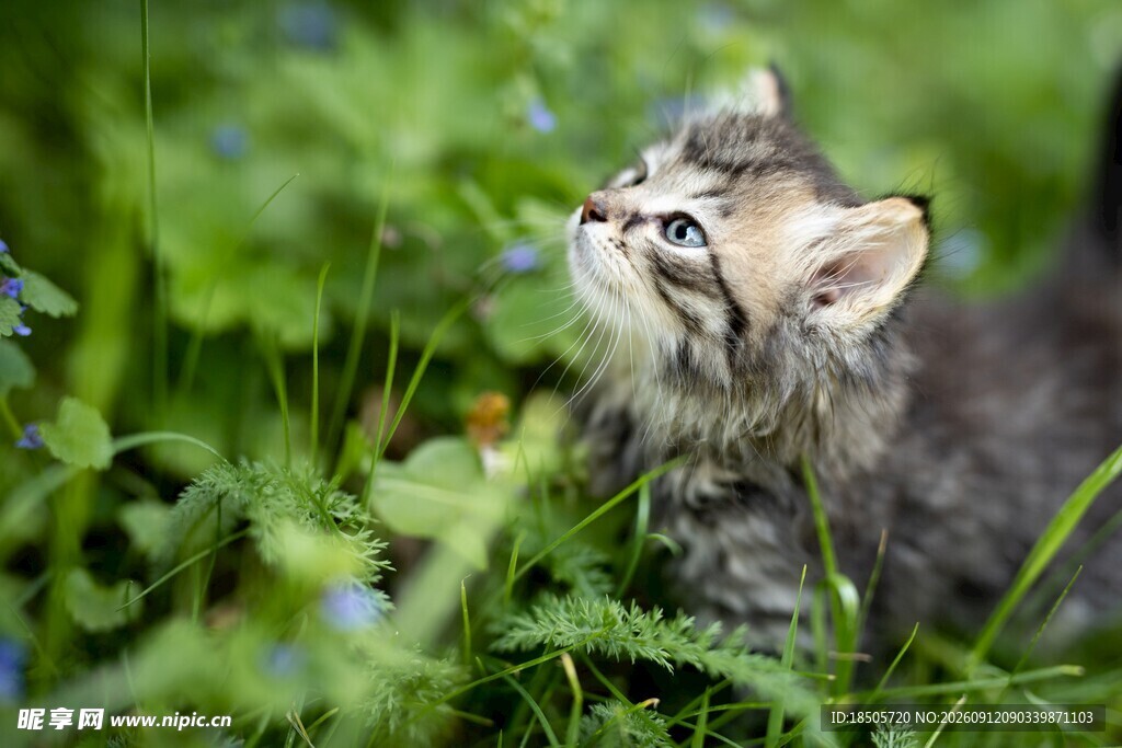 草丛中的好奇小猫