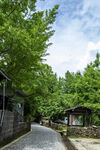银杏村与银杏树