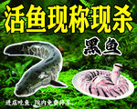黑鱼