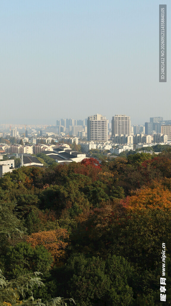 城市边缘的多彩树林景观