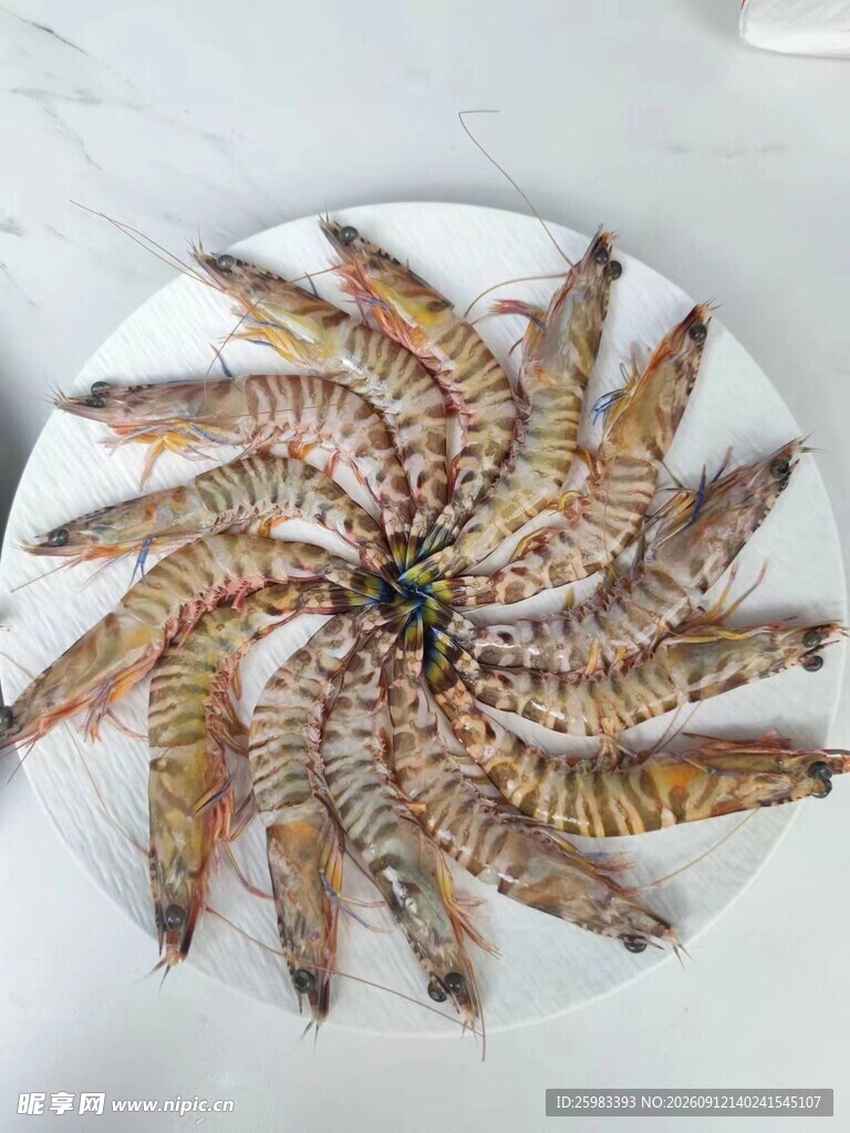 九节虾