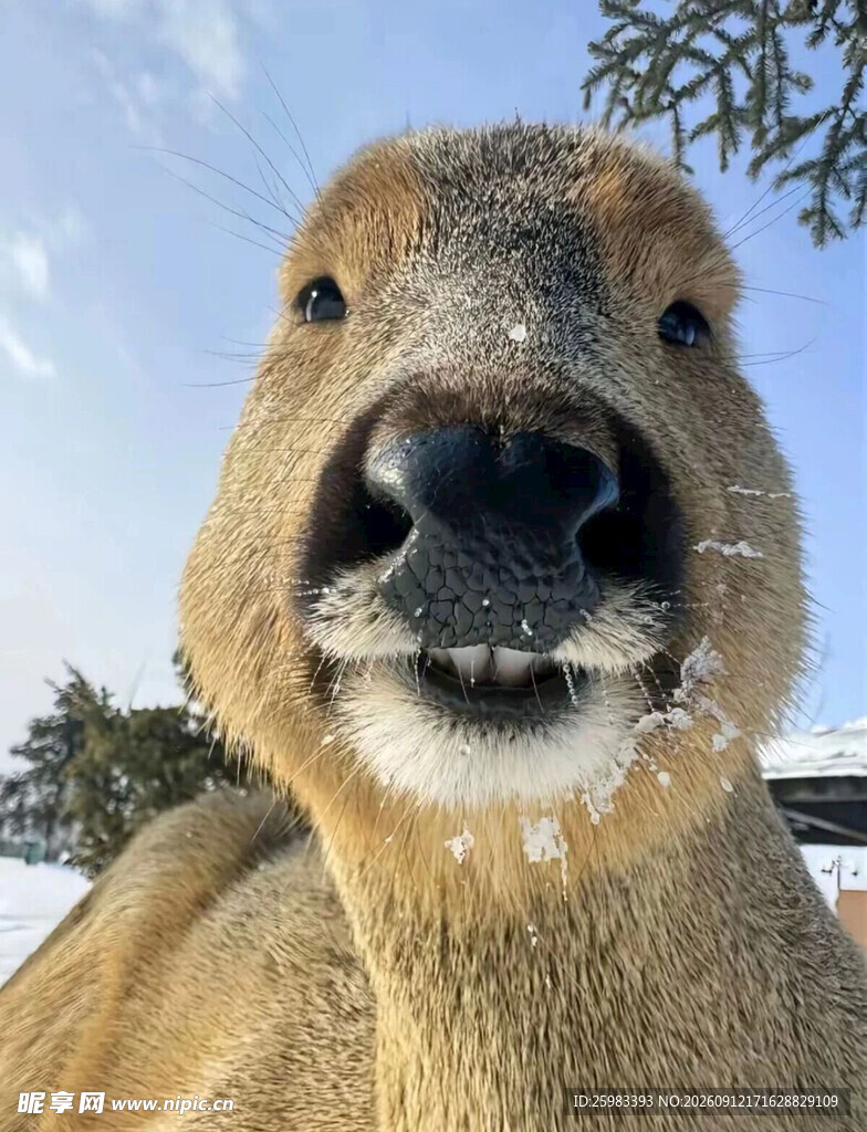 狍子