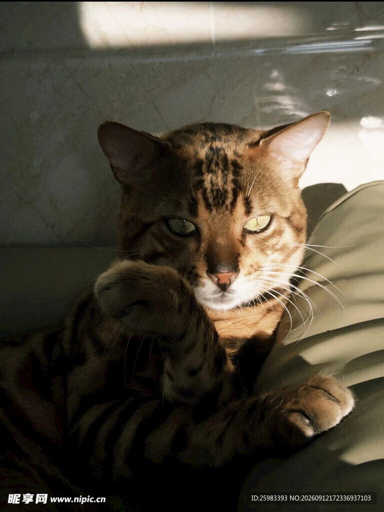 猫