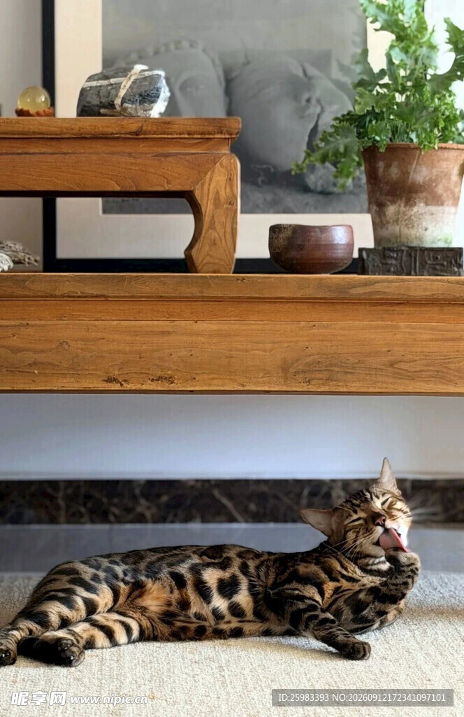 猫