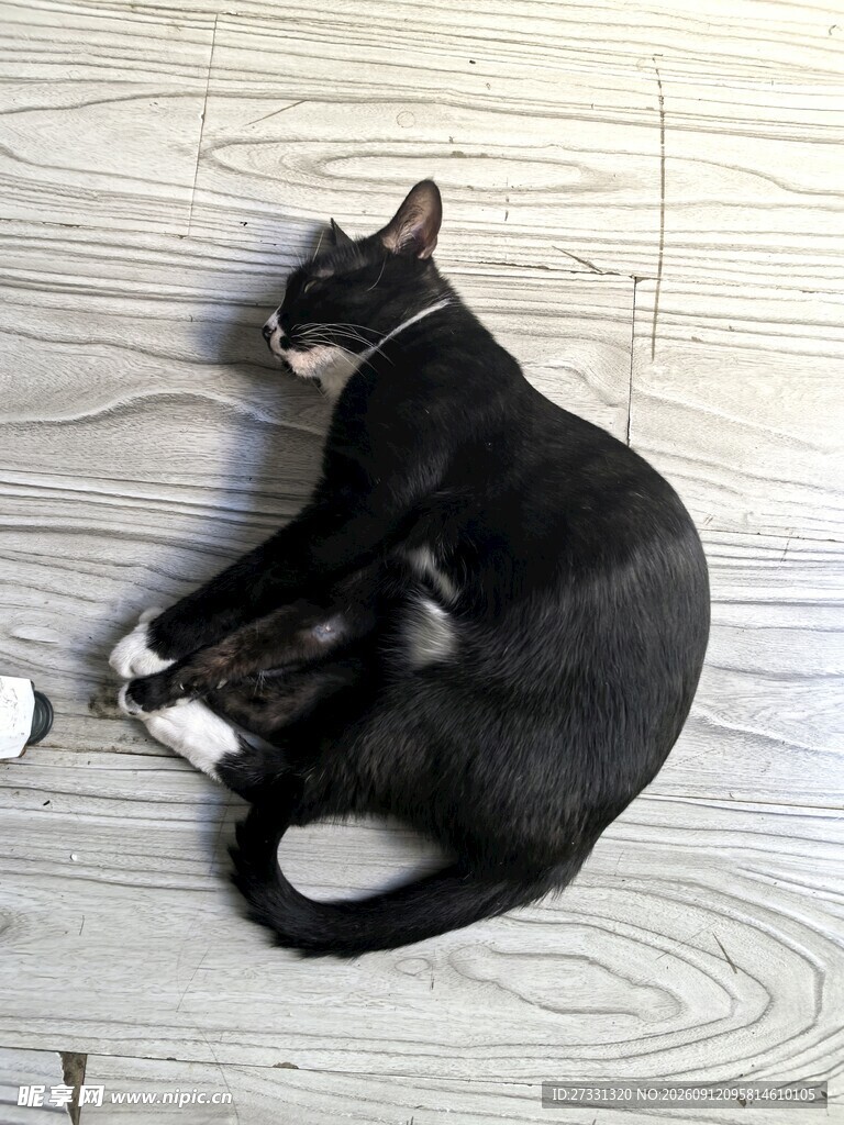 黑白猫咪惬意躺木地板