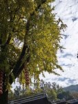 银杏树