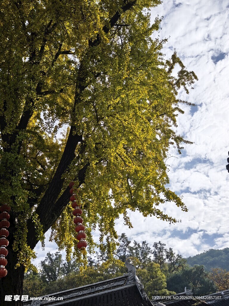 银杏树