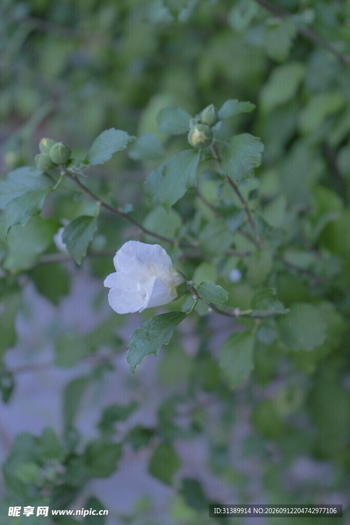 枝头绽放的白色小花