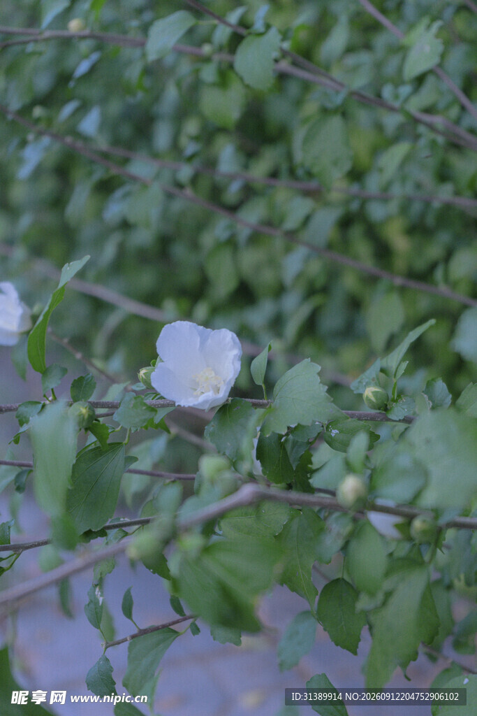 枝头绽放的白色小花