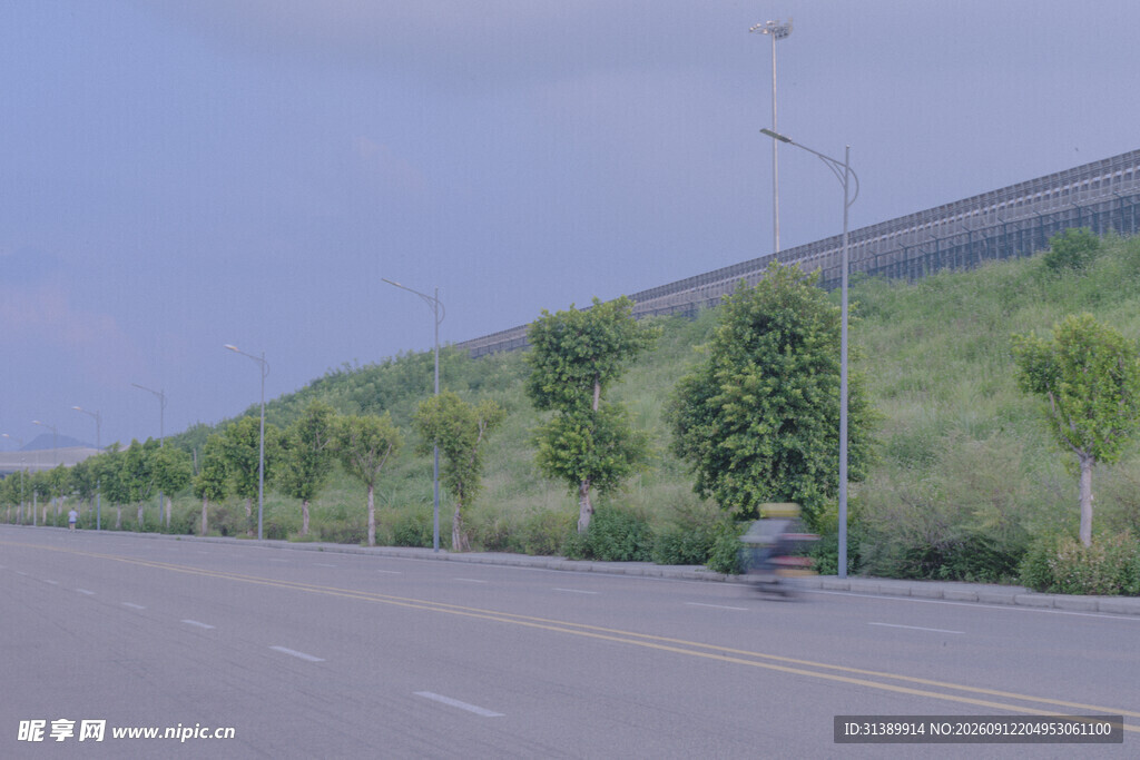 道路旁整齐排列的绿树