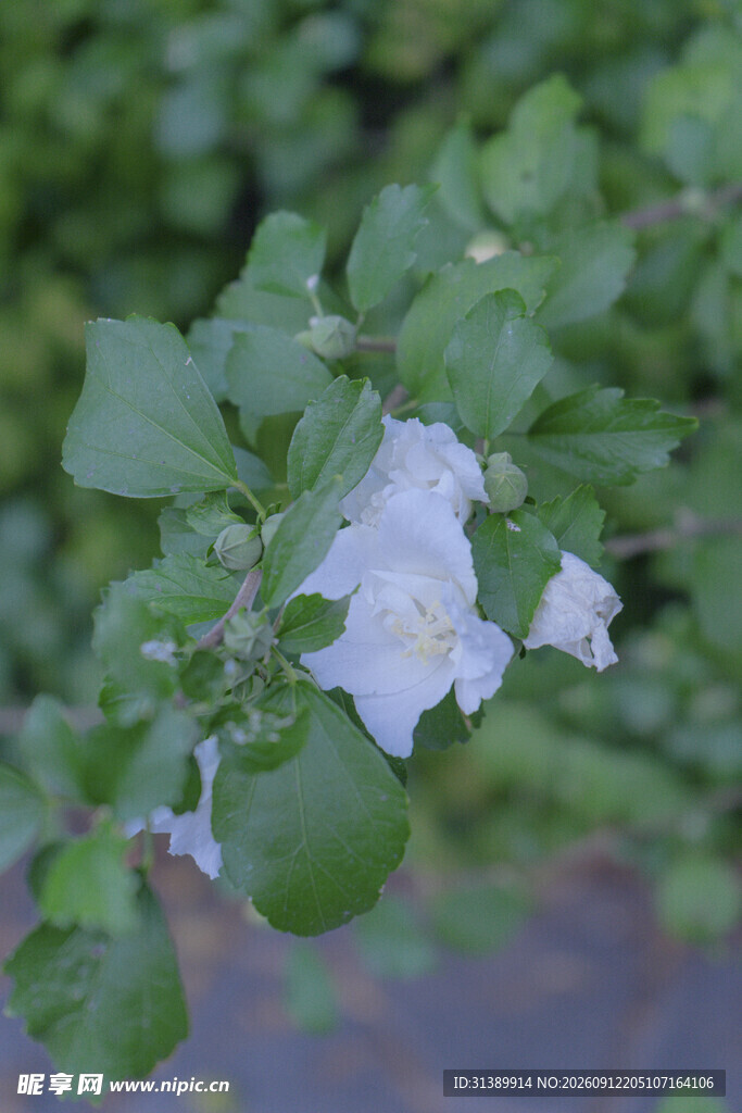 白色小花绽放绿叶间