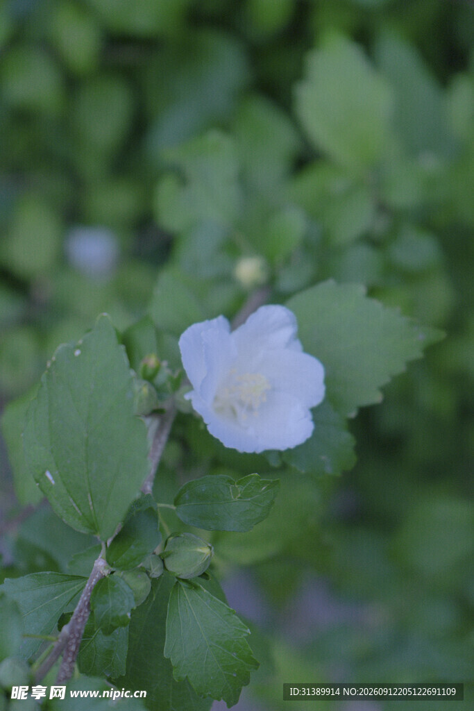 白色单朵小花绽于绿叶间