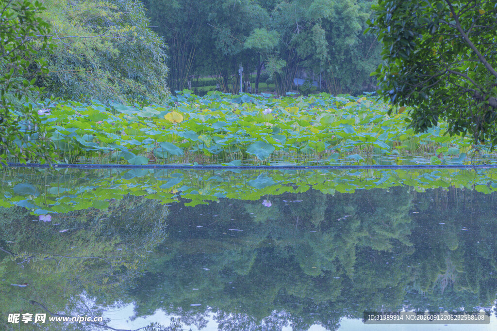 夏日荷塘景色