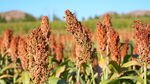 田野中的红高粱