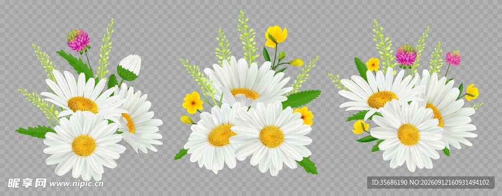 雏菊花卉素材