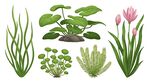 水生植物素材