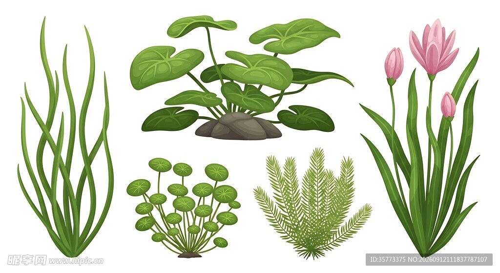 水生植物素材