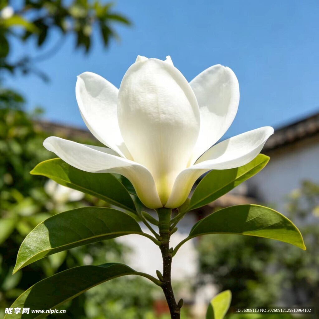 洁白玉兰花绽放枝头