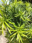 翠绿细长叶片的清新植物