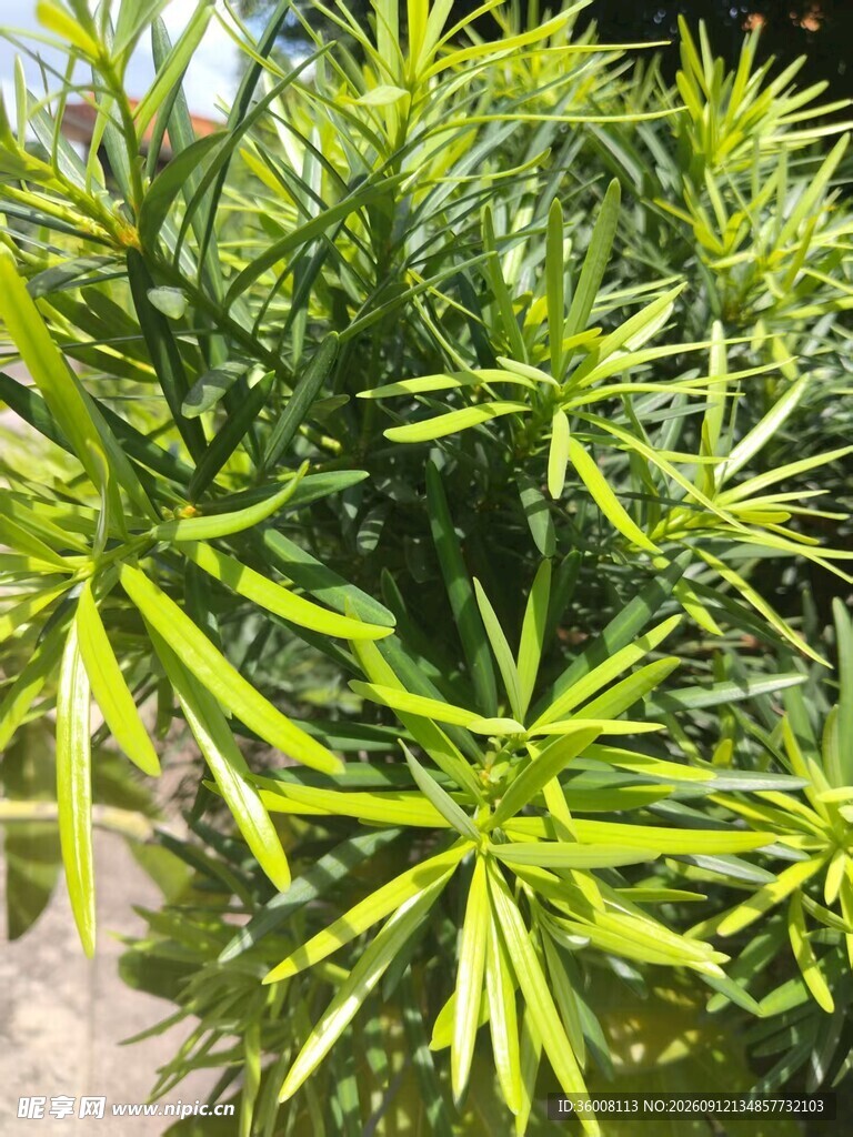翠绿细长叶片的清新植物