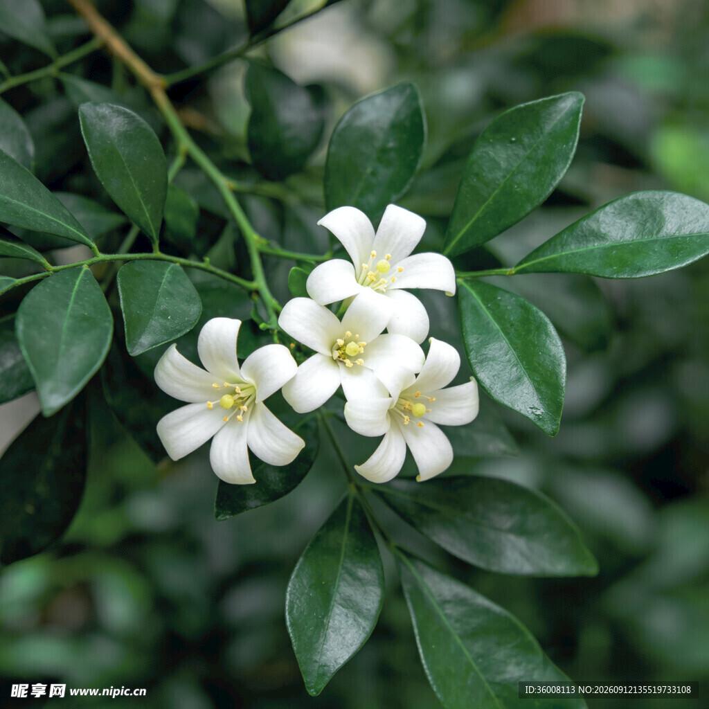 洁白素雅的九里香花朵