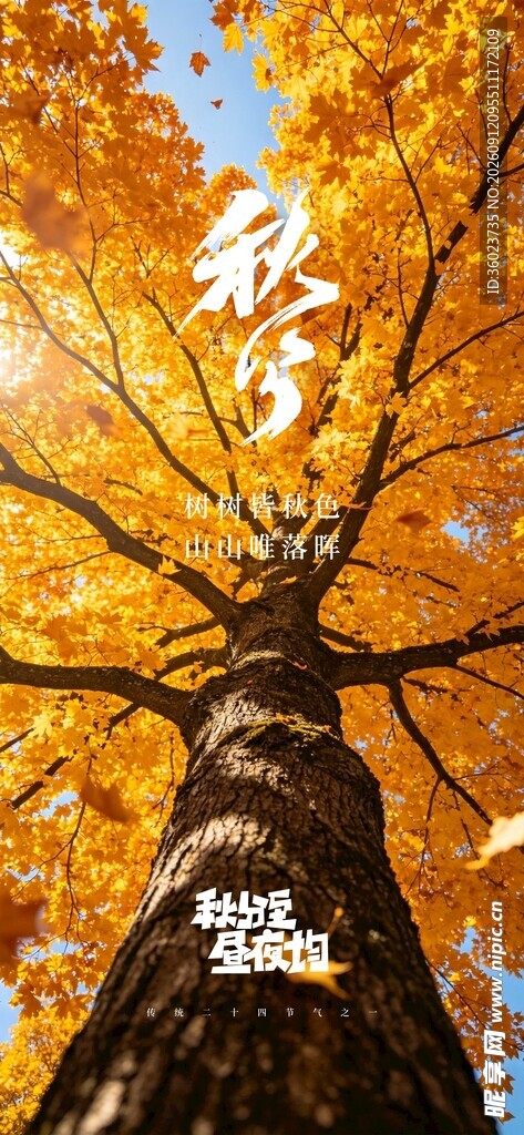 秋日大树下的静谧美景