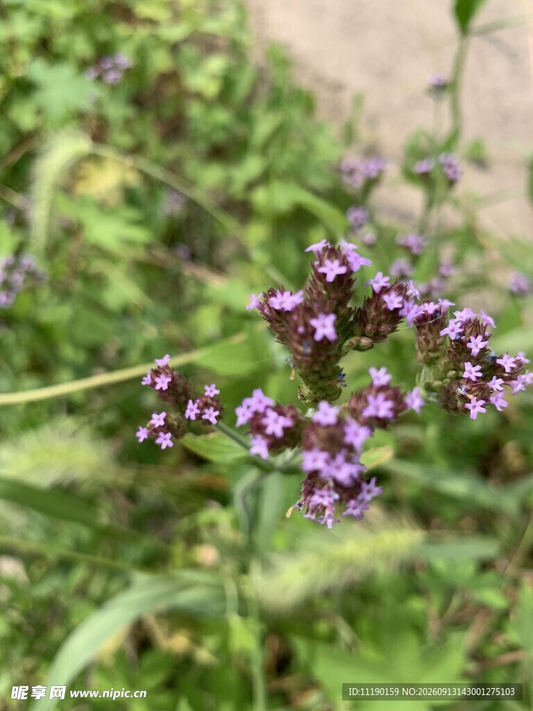 一束紫色小花