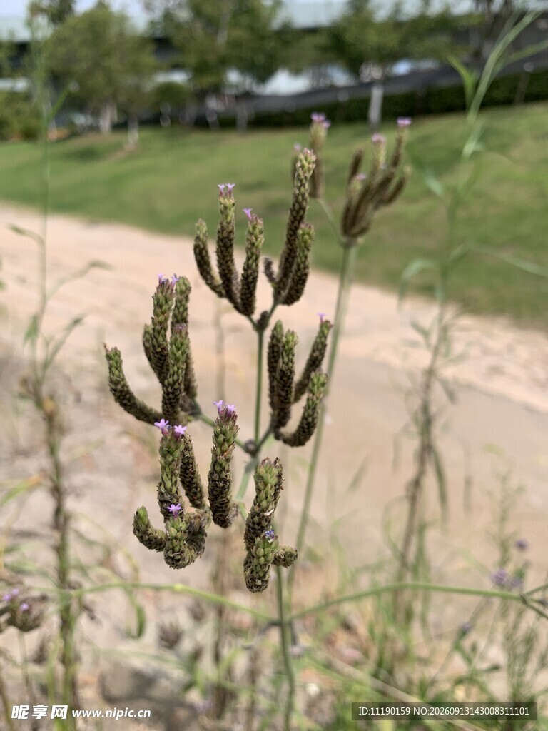 绒毛植物