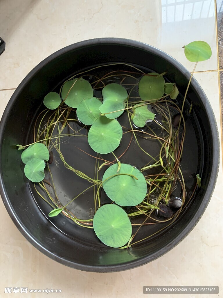 绿叶碗莲