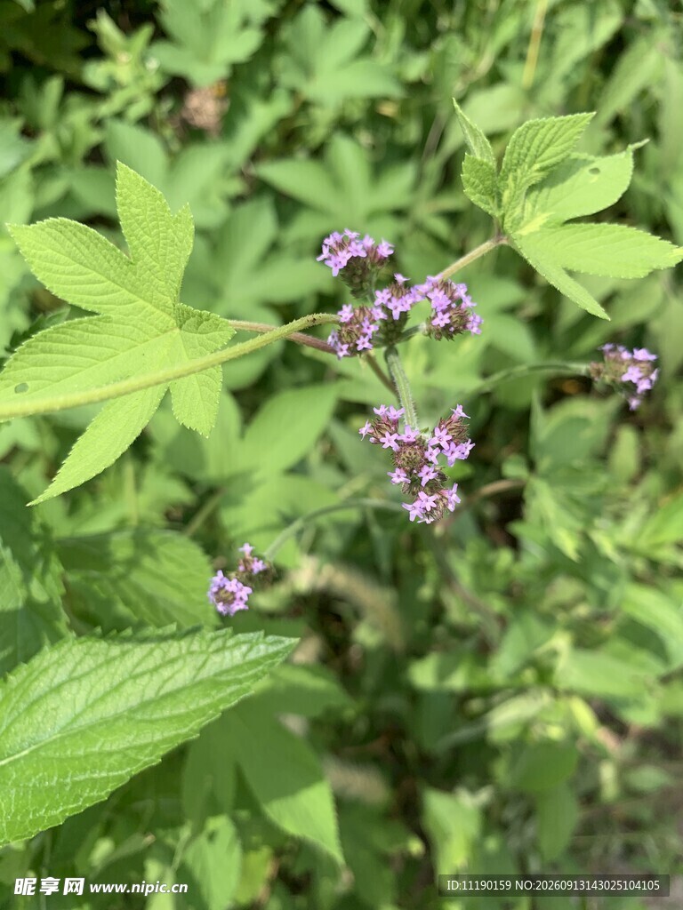 紫色小花