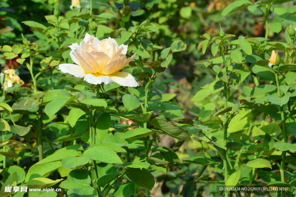 月季花  