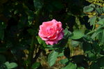 月季花 