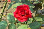 月季花 