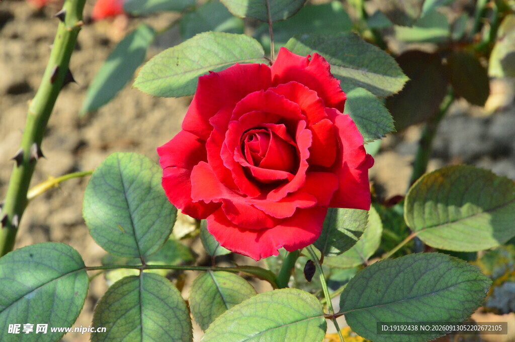 月季花 