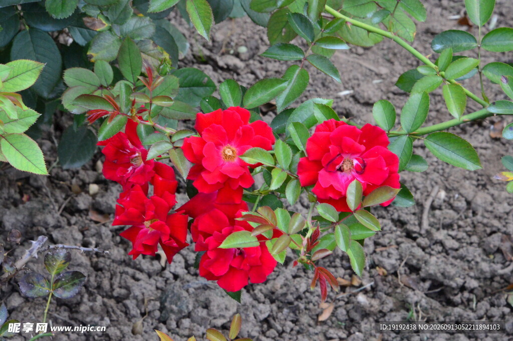 月季花 