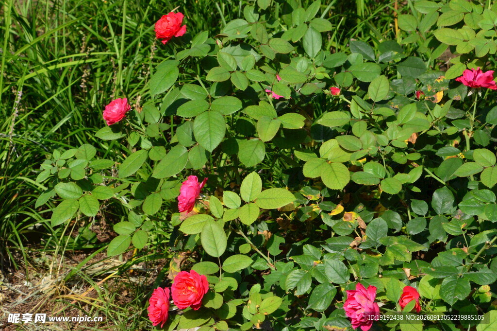 月季花 