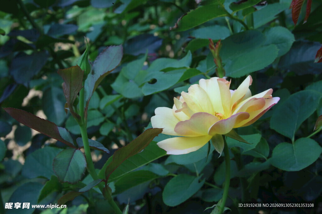 月季花  
