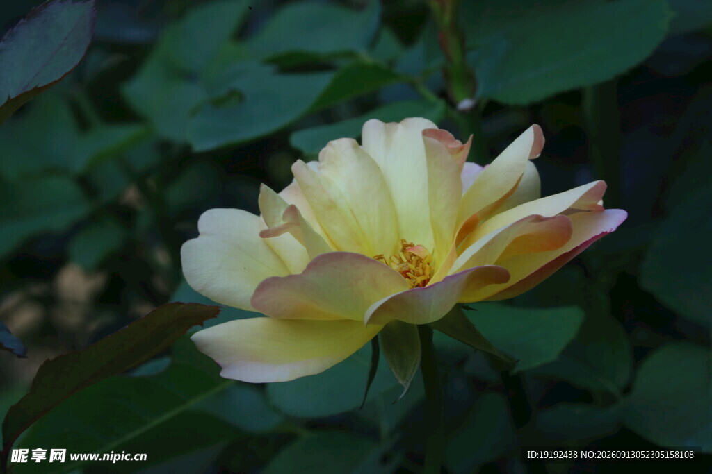 月季花