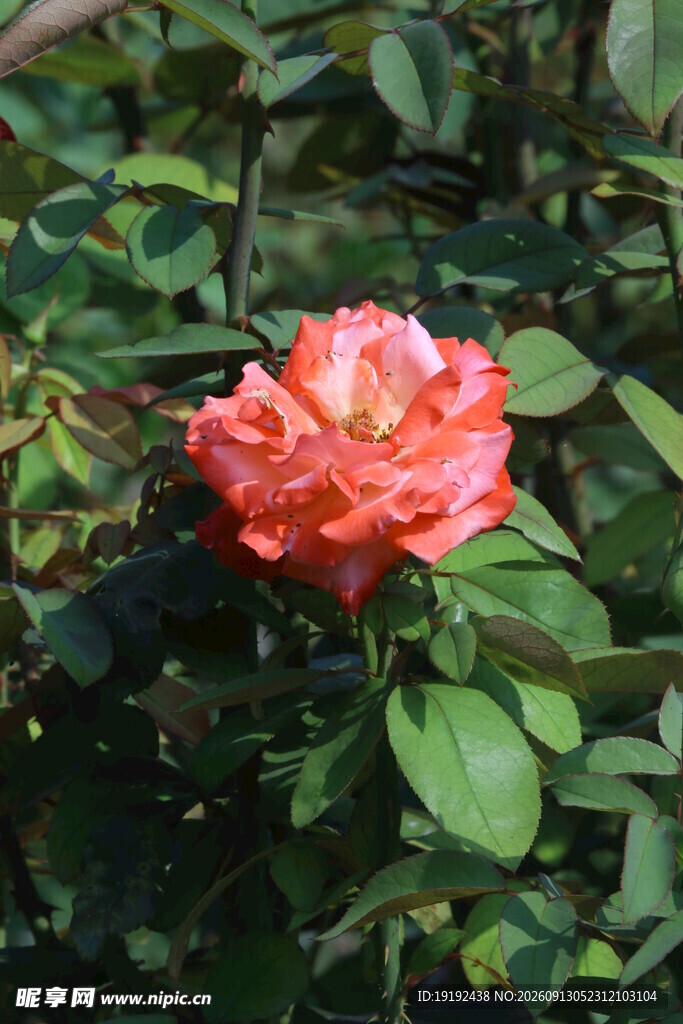 月季花  