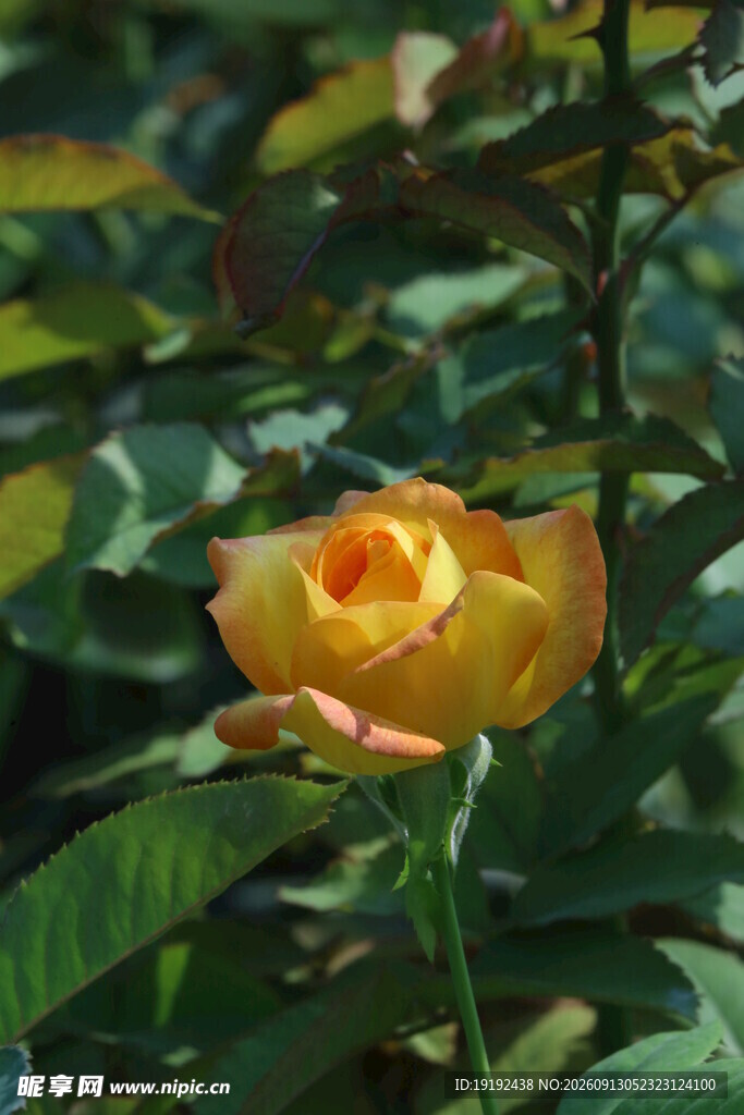 月季花 