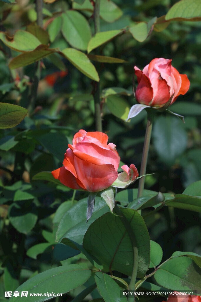 月季花 
