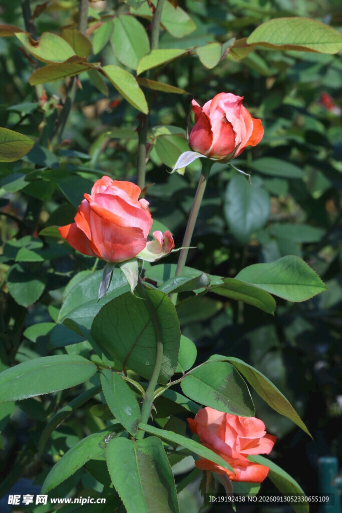 月季花  