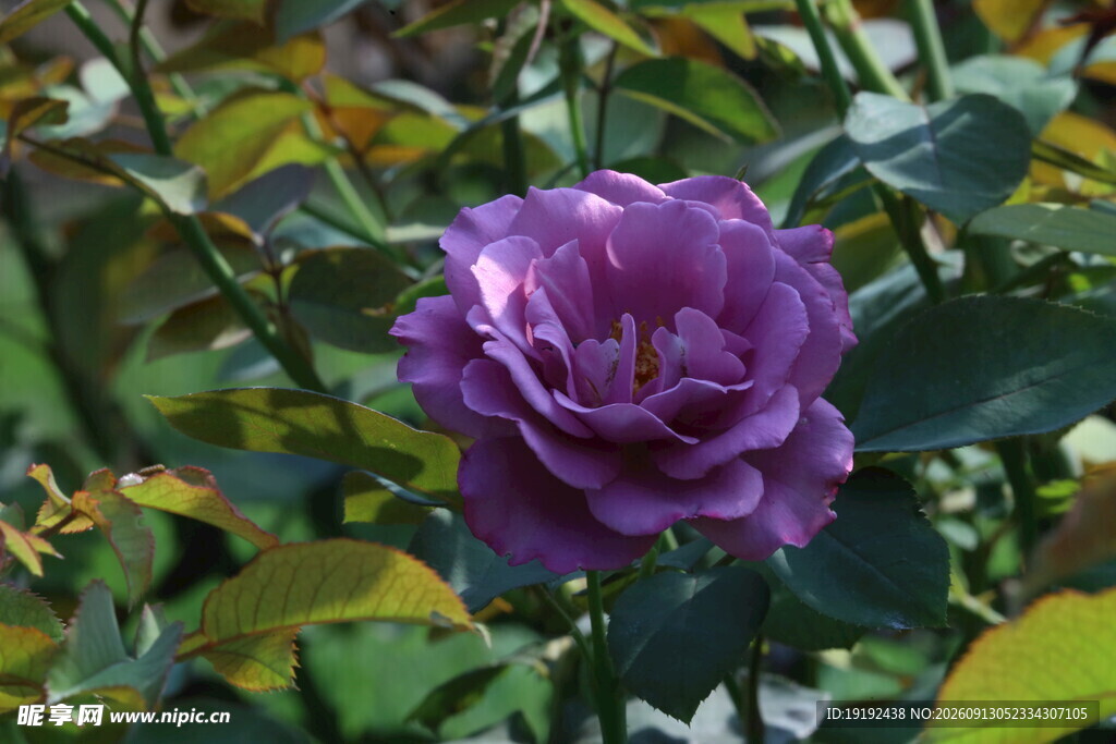 月季花  